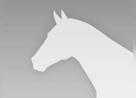 Wuerttemberg, Gelding, 13 years, 16,3 hh, Brown