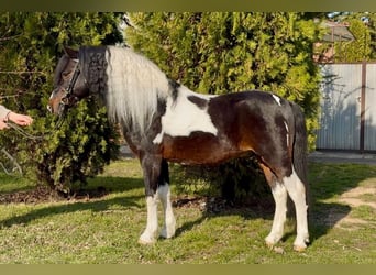 SULTAN