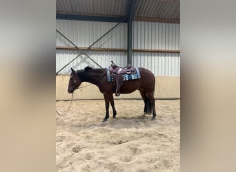 Smart Sylvester DM