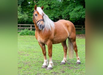 Ginger boy