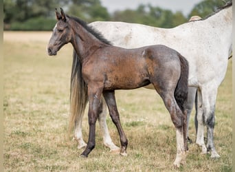 CORNET BY CORNET'S QUAPRICE X DALLAS VDL