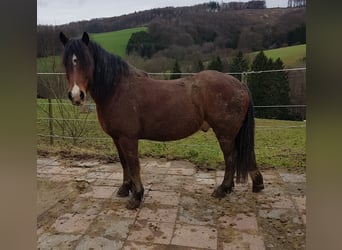 MERLIN