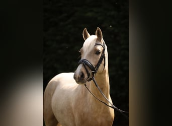 Manteponies Olivia