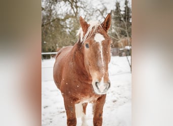 Siggi