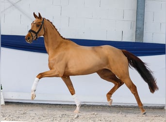 Showgirl - Lot Nr. 7