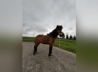 Aron vom Dreisbach