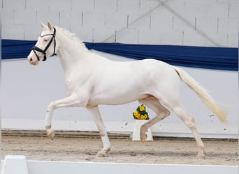 EMR Gamarelli - Lot Nr. 8