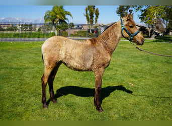Andalusian, Mare, 1 year, 14 hh, Buckskin, in Corona, CA