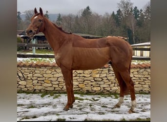 Sirius Red (FR)