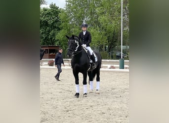 Alt Oldenburg, Stallion, 13 years, 16 hh, Black