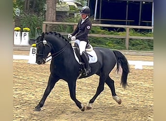 Alt Oldenburg, Stallion, 13 years, 16 hh, Black