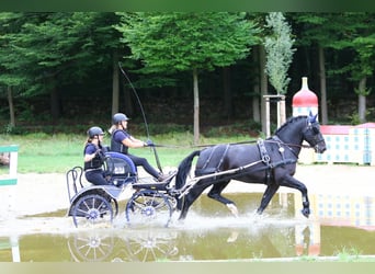 Alt Oldenburg, Stallion, 13 years, 16 hh, Black