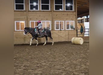American Paint Horse, Gelding, 10 years, 14,1 hh, Roan-Blue