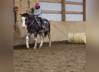 American Paint Horse, Gelding, 10 years, 14,1 hh, Roan-Blue