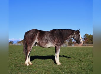 American Paint Horse, Gelding, 10 years, 14,1 hh, Roan-Blue