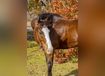 American Quarter Horse, Gelding, 13 years, 16 hh, Bay