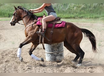 American Quarter Horse, Gelding, 13 years, 16 hh, Bay