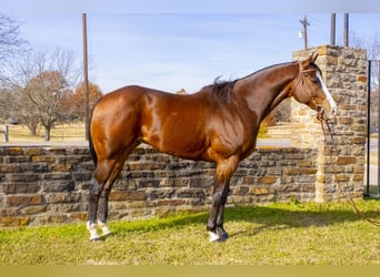 American Quarter Horse, Gelding, 13 years, 16 hh, Bay