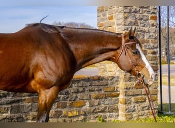 American Quarter Horse, Gelding, 13 years, 16 hh, Bay
