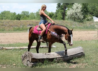American Quarter Horse, Gelding, 13 years, 16 hh, Bay