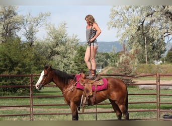 American Quarter Horse, Gelding, 13 years, 16 hh, Bay