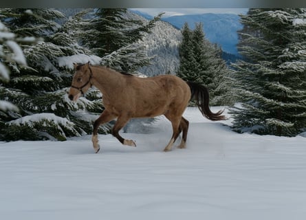 American Quarter Horse, Gelding, 3 years, 14,2 hh, Buckskin