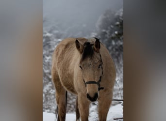 American Quarter Horse, Gelding, 3 years, 14,2 hh, Buckskin