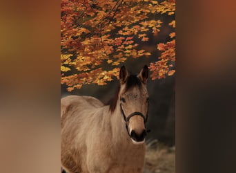 American Quarter Horse, Gelding, 3 years, 14,2 hh, Buckskin