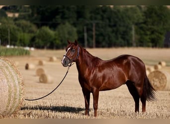 American Quarter Horse, Gelding, 9 years, 14,2 hh, Chestnut-Red