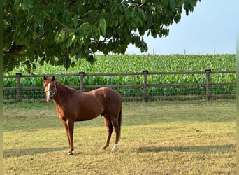 American Quarter Horse, Gelding, 9 years, 14,2 hh, Chestnut-Red