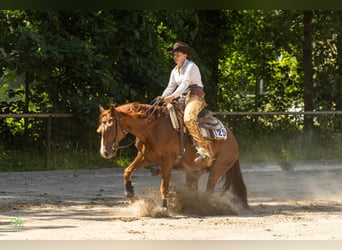 American Quarter Horse, Gelding, 9 years, 14,2 hh, Chestnut-Red