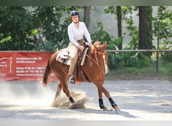 American Quarter Horse, Gelding, 9 years, 14,2 hh, Chestnut-Red