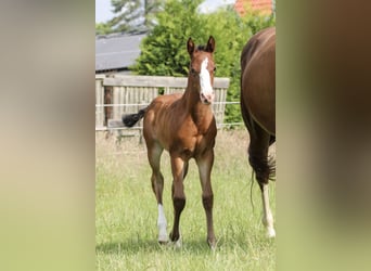 American Quarter Horse, Mare, 1 year, 14,2 hh, Brown
