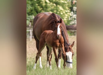 American Quarter Horse, Mare, 1 year, 14,2 hh, Brown