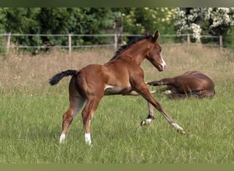 American Quarter Horse, Mare, 1 year, 14,2 hh, Brown
