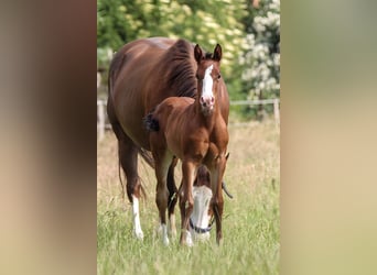 American Quarter Horse, Mare, 1 year, 14,2 hh, Brown