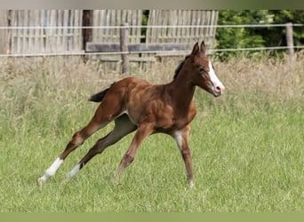 American Quarter Horse, Mare, 1 year, 14,2 hh, Brown