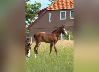 American Quarter Horse, Mare, 1 year, 14,2 hh, Brown