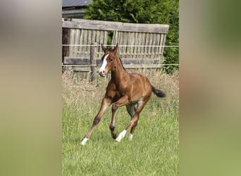 American Quarter Horse, Mare, 1 year, 14,2 hh, Brown