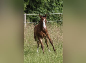 American Quarter Horse, Mare, 1 year, 14,2 hh, Brown