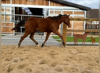 American Quarter Horse, Mare, 1 year, 14,2 hh, Brown