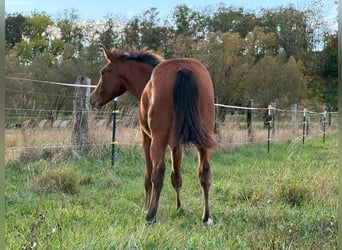 American Quarter Horse, Mare, 1 year, 14,2 hh, Brown