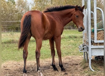 American Quarter Horse, Mare, 1 year, 14,2 hh, Brown
