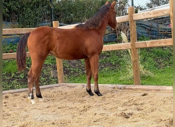 American Quarter Horse, Mare, 1 year, 14,2 hh, Brown