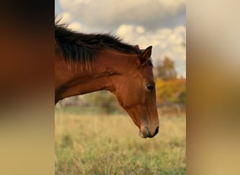 American Quarter Horse, Mare, 1 year, 14,2 hh, Brown