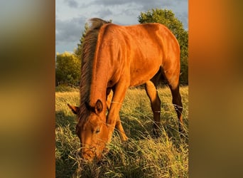 American Quarter Horse, Mare, 1 year, 14,2 hh, Brown