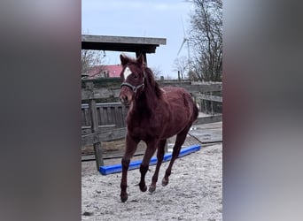 American Quarter Horse, Mare, 1 year, 14,3 hh, Chestnut-Red