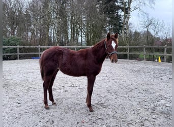 American Quarter Horse, Mare, 1 year, 14,3 hh, Chestnut-Red