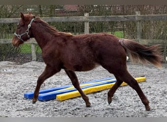 American Quarter Horse, Mare, 1 year, 14,3 hh, Chestnut-Red