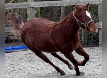 American Quarter Horse, Mare, 1 year, 14,3 hh, Chestnut-Red